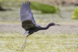 Little Blue Heron