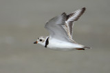 Piping Plover