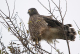 Roadside Hawk