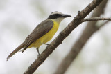 Boat-billed Flycatcher