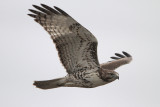 Red-tailed Hawk