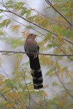 Squirrel Cuckoo