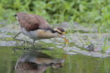 Northern Jacana