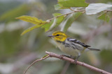 Black-throated Green Warbler