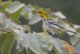 Black-throated  Green Warbler