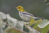 Black-throated  Green Warbler