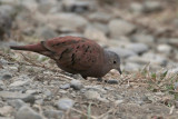 Ruddy Ground-Dove