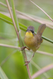Gray-crowned Yellowthroat