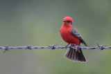 Vermilion Flycatcher