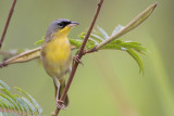 Gray-crowned Yellowthroat