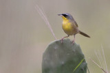 Gray-crowned Yellowthroat