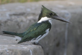 Amazon Kingfisher