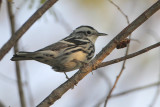 Black-and-white Warbler