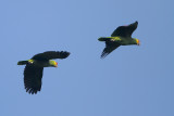 Red-lored Parrot