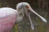 Roseate Spoonbill