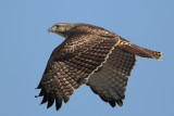 Red-tailed Hawk