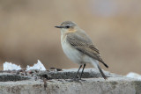 Northern Wheatear