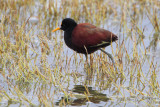 Northern Jacana