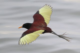 Northern Jacana