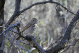 Hermit Thrush