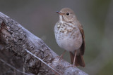 Hermit Thrush