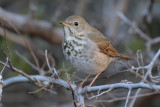 Hermit Thrush