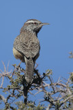 Cactus Wren