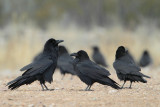 Common Raven