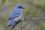 Mexican Jay