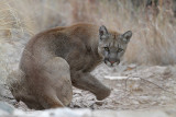 Mountain Lion