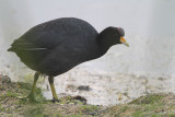 Andean Coot