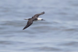 Peruvian Booby