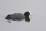 Andean Coot