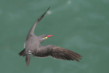 Inca Tern