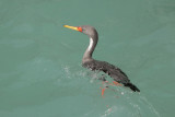 Red-legged Cormorant