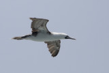 Peruvian Booby