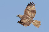 Red-tailed Hawk