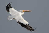 American White Pelican