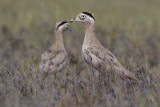 Peruvian Thick-knee