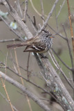 Yellow-billed Tit-Tyrant