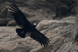 Andean Condor