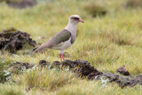 Andean Lapwing