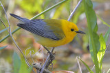 Prothonotary Warbler