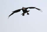 Anhinga