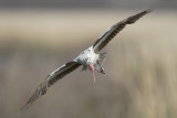 White Ibis