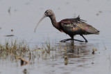 Glossy Ibis