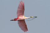 Roseate Spoonbill