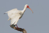 White Ibis