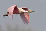 Roseate Spoonbill