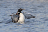 Common Loon